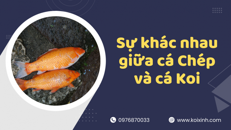 Phân Biệt Sự Khác Nhau Giữa Cá Chép Và Cá Koi Phân Biệt Sự Khác Nhau Giữa Cá Chép Và Cá Koi
