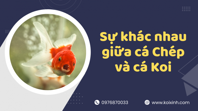 Phân Biệt Sự Khác Nhau Giữa Cá Chép Và Cá Koi Phân Biệt Sự Khác Nhau Giữa Cá Chép Và Cá Koi