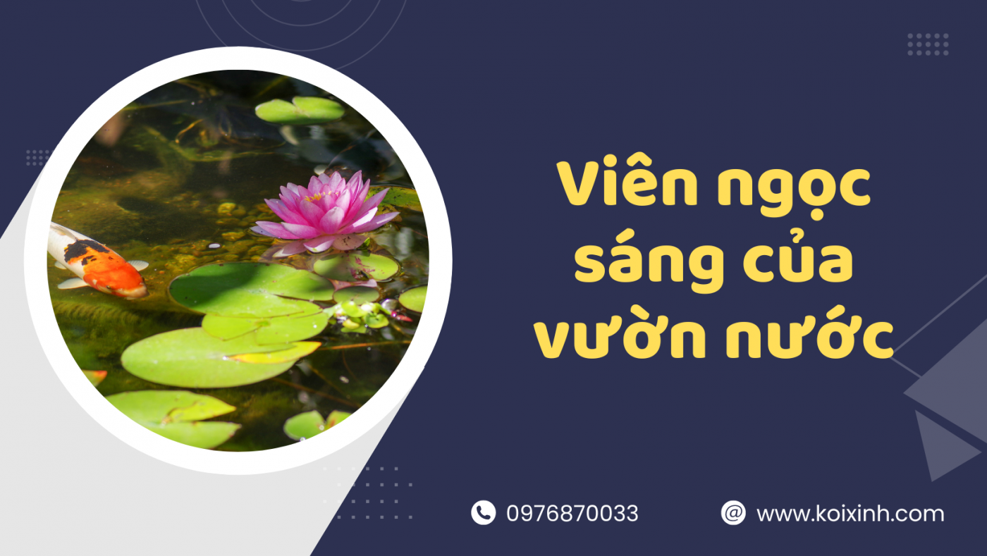 Cá Koi: Viên Ngọc Sáng Của Vườn Nước