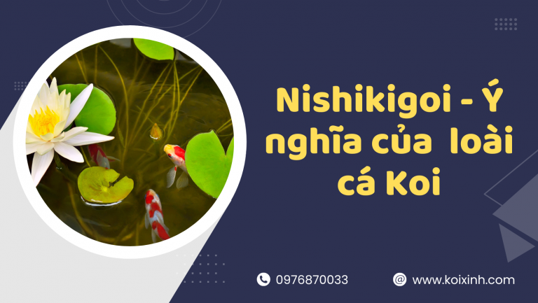 Nishikigoi Là Gì? – Giải Thích ý Nghĩa Của Loài Cá Koi Nishikigoi Là Gì? – Giải Thích ý Nghĩa Của Loài Cá Koi