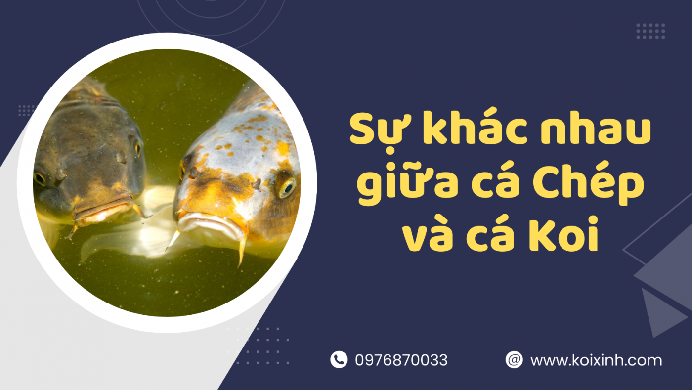 Phân Biệt Sự Khác Nhau Giữa Cá Chép Và Cá Koi