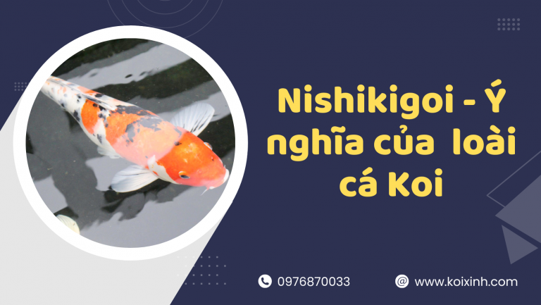 Nishikigoi Là Gì? – Giải Thích ý Nghĩa Của Loài Cá Koi Nishikigoi Là Gì? – Giải Thích ý Nghĩa Của Loài Cá Koi