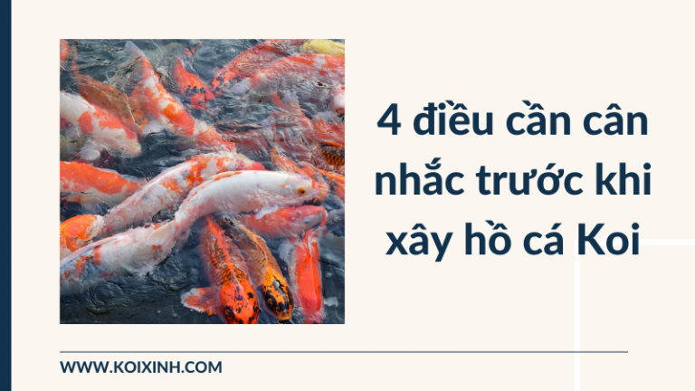 4 điều Cần Cân Nhắc Trước Khi Xây Hồ Cá Koi