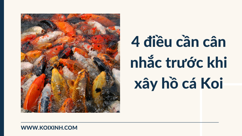 4 điều Cần Cân Nhắc Trước Khi Xây Hồ Cá Koi