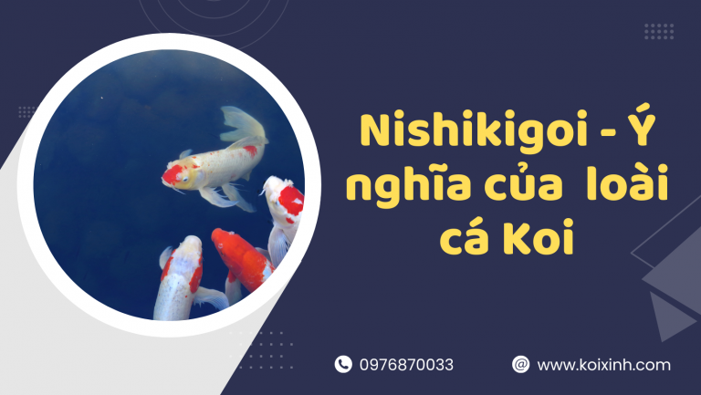 Nishikigoi Là Gì? – Giải Thích ý Nghĩa Của Loài Cá Koi Nishikigoi Là Gì? – Giải Thích ý Nghĩa Của Loài Cá Koi