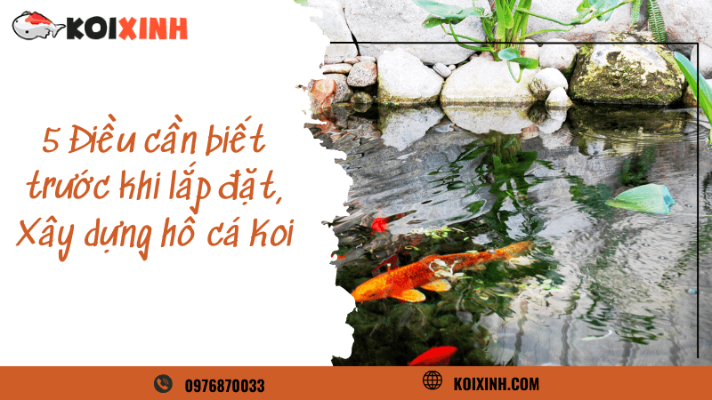5 Điều Cần Biết Trước Khi Lắp đặt, Xây Dựng Hồ Cá Koi 5 Điều Cần Biết Trước Khi Lắp đặt, Xây Dựng Hồ Cá Koi