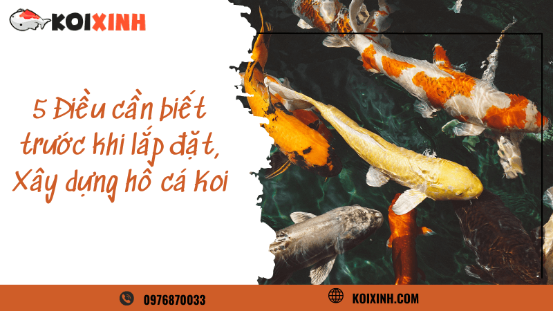 5 Điều Cần Biết Trước Khi Lắp đặt, Xây Dựng Hồ Cá Koi