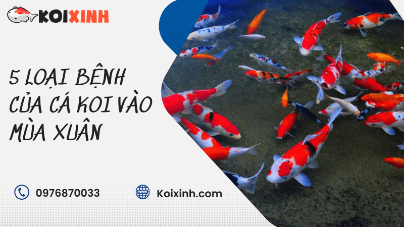 5 Loại Bệnh Của Cá Koi Vào Mùa Xuân