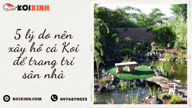 5 Lý Do Nên Xây Hồ Cá Koi để Trang Trí Sân Nhà