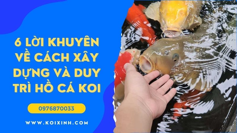 6 Lời Khuyên Về Cách Xây Dựng Và Duy Trì Hồ Cá Koi