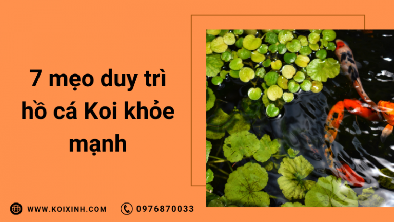 7 Mẹo đơn Giản để Duy Trì Hồ Cá Koi Khỏe Mạnh