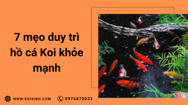 7 Mẹo đơn Giản để Duy Trì Hồ Cá Koi Khỏe Mạnh
