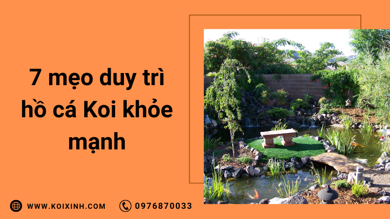 7 Mẹo đơn Giản để Duy Trì Hồ Cá Koi Khỏe Mạnh