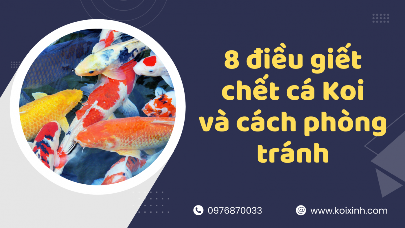 8 điều Giết Chết Cá Koi Và Cách Phòng Tránh