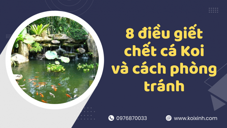 8 điều Giết Chết Cá Koi Và Cách Phòng Tránh 8 điều Giết Chết Cá Koi Và Cách Phòng Tránh