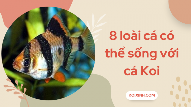 8 Loài Cá Có Thể Sống Với Cá Koi Trong Bể – Bạn Bè Của Koi