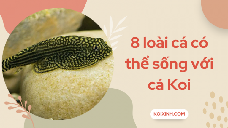 8 Loài Cá Có Thể Sống Với Cá Koi Trong Bể – Bạn Bè Của Koi 8 Loài Cá Có Thể Sống Với Cá Koi Trong Bể – Bạn Bè Của Koi