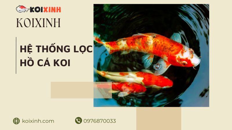 Tìm Hiểu Hệ Thống Lọc Hồ Cá Koi