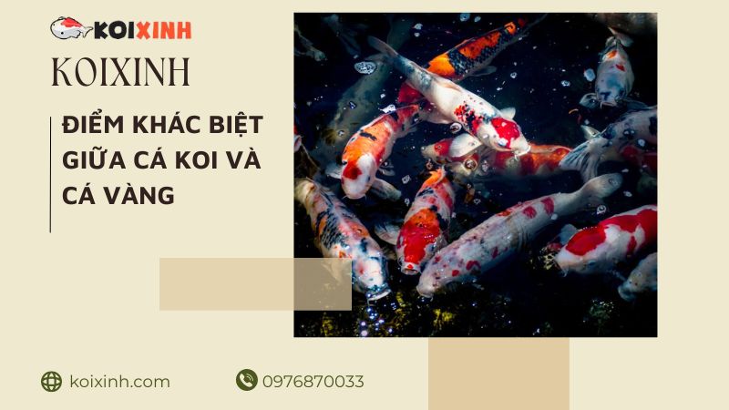 7 điểm Khác Biệt Chính Và Hướng Dẫn Nhận Dạng Cá Koi Và Cá Vàng