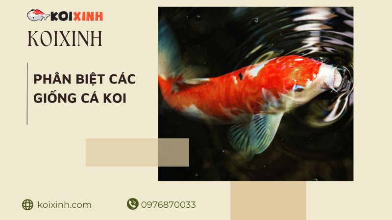 Phân Loại Các Giống Cá Koi – Hướng Dẫn Cho Người Mới Bắt đầu