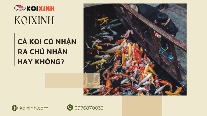 Cá Koi Có Nhận Ra Chủ Nhân Của Chúng Không?