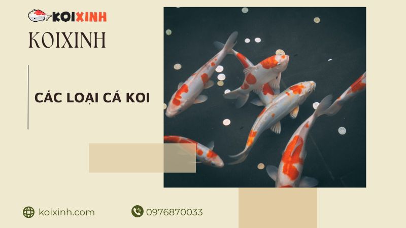 Các Loại Cá Koi: ‘trường Phái’ đa Dạng