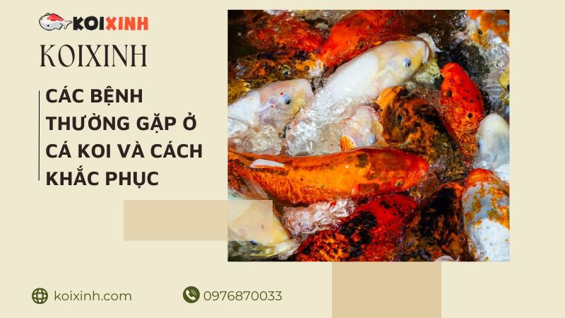 Các Bệnh Thường Gặp ở Cá Koi Và Cách Khắc Phục