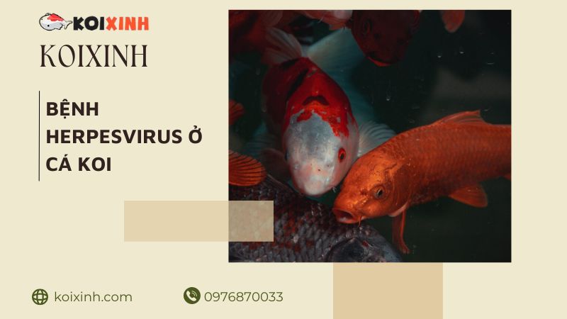 Hướng Dẫn Về Bệnh Herpesvirus ở Koi: Cách Phát Hiện, điều Trị Và Ngăn Ngừa