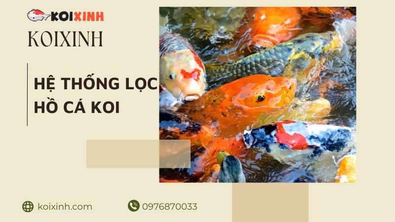Cá Koi: “viên Ngọc Sống” Của Vườn Nhật Bản Seattle