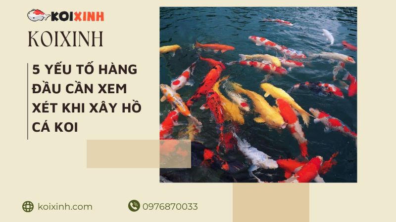 5 Yếu Tố Hàng đầu Cần Xem Xét Khi Xây Hồ Cá Koi