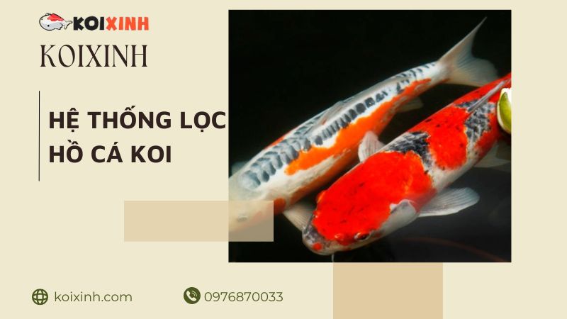 King Of The River: Koi Tại Vườn Nhật Bản Portland