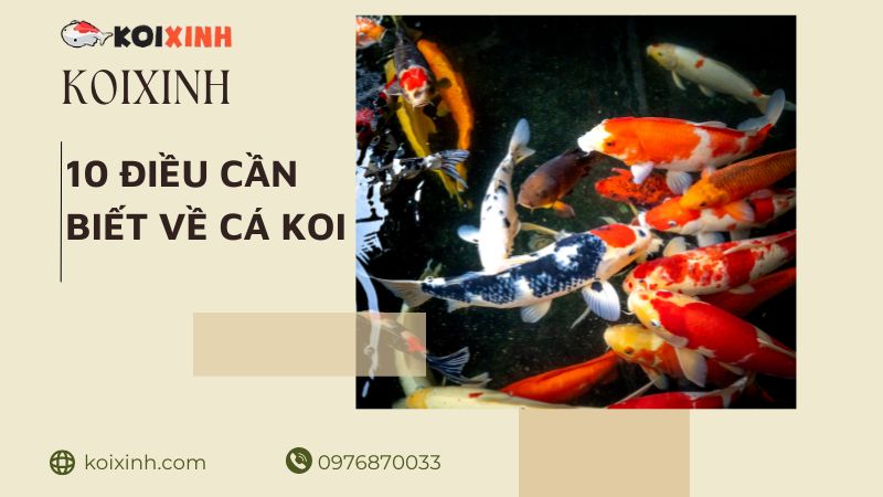 Mười điều Có Thể Bạn Chưa Biết Về Cá Koi