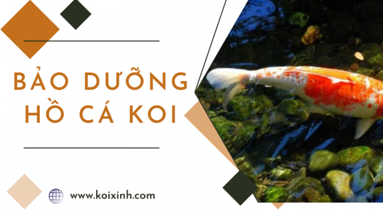 Bảo Dưỡng Hồ Cá Koi Qua Các Mùa Trong Năm Bảo Dưỡng Hồ Cá Koi Qua Các Mùa Trong Năm