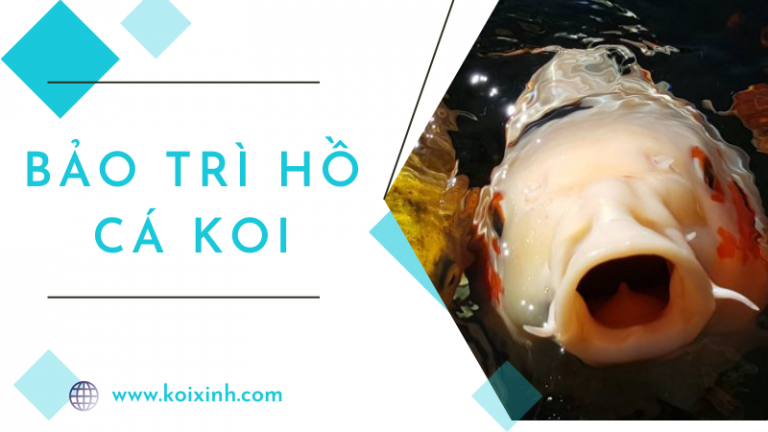 Những Trang Bị Cần Thiết để Bảo Trì Hồ Cá Koi Dễ Dàng Những Trang Bị Cần Thiết để Bảo Trì Hồ Cá Koi Dễ Dàng