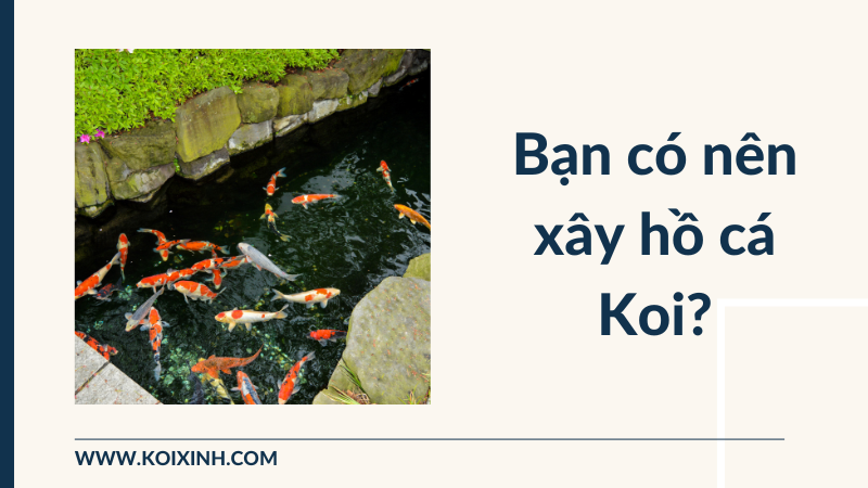 Bạn Có Nên Xây Hồ Cá Koi?