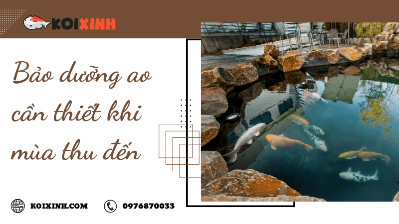 Bảo Dưỡng Ao Cần Thiết Khi Mùa Thu đến