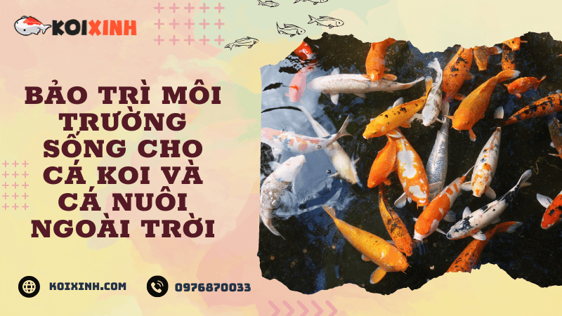 Bảo Trì Môi Trường Sống Cho Cá Koi Và Cá Nuôi Ngoài Trời Bảo Trì Môi Trường Sống Cho Cá Koi Và Cá Nuôi Ngoài Trời