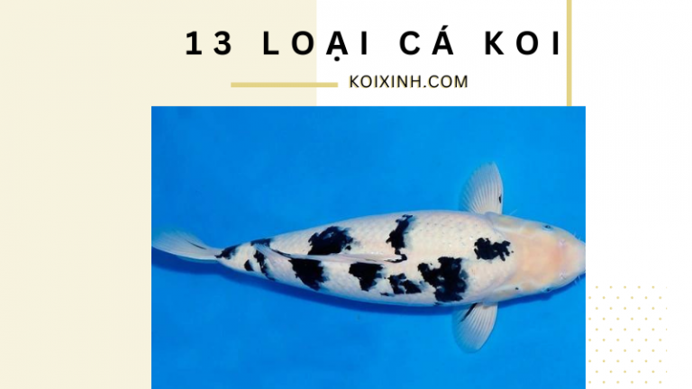 13 Loại Cá Koi Khác Nhau 13 Loại Cá Koi Khác Nhau
