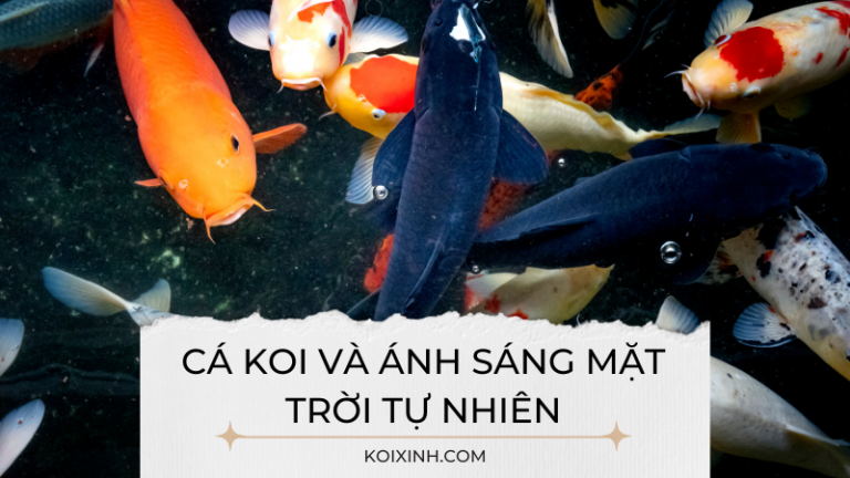 Cá Koi Và ánh Sáng Mặt Trời Tự Nhiên Cá Koi Và ánh Sáng Mặt Trời Tự Nhiên