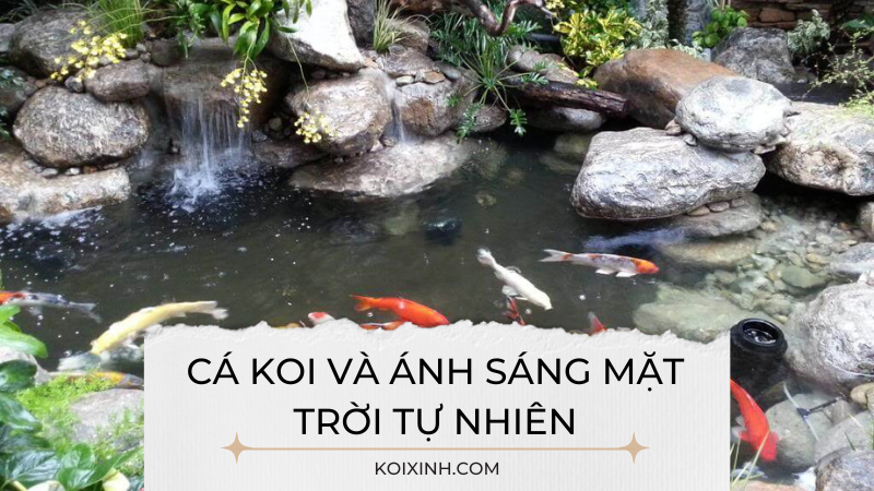 Cá Koi Và ánh Sáng Mặt Trời Tự Nhiên