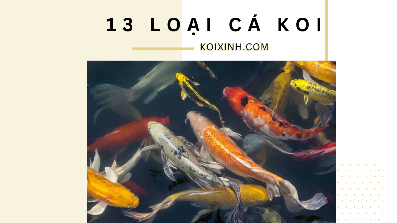 13 Loại Cá Koi Khác Nhau