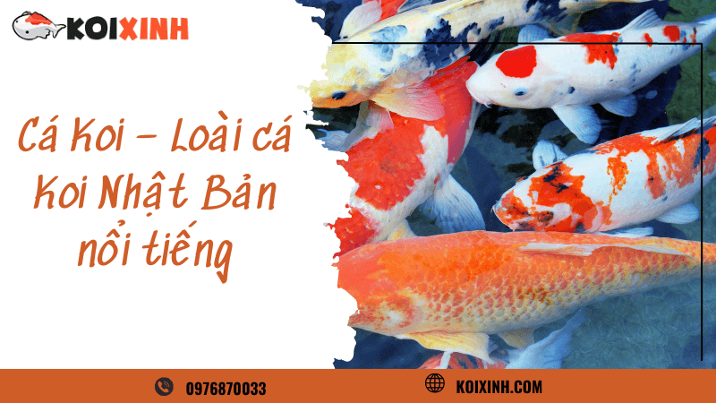 Cá Koi – Loài Cá Koi Nhật Bản Nổi Tiếng Cá Koi – Loài Cá Koi Nhật Bản Nổi Tiếng