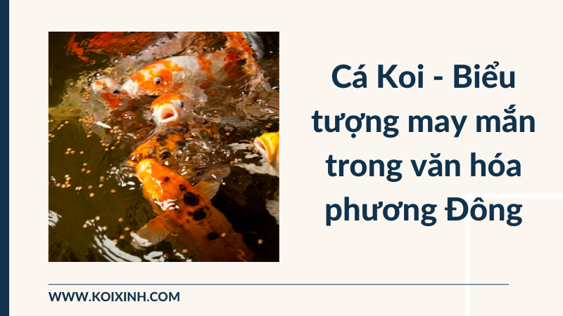 Cá Koi Là Gì? Tại Sao Cá Koi Lại Trở Thành Biểu Tượng May Mắn Trong Văn Hóa Phương Đông?
