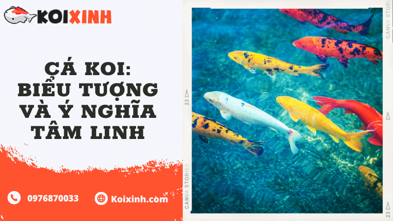 Cá Koi: Biểu Tượng Và Ý Nghĩa Tâm Linh