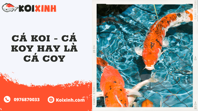 Cá Koi – Cá Koy Hay Là Cá Coy