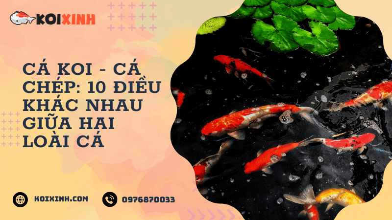 Cá Koi – Cá Chép: 10 điều Khác Nhau Giữa Hai Loài Cá Cá Koi – Cá Chép: 10 điều Khác Nhau Giữa Hai Loài Cá