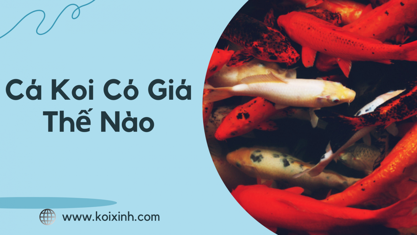 Cá Koi Có Giá Thế Nào