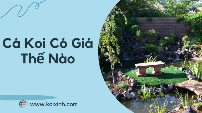 Cá Koi Có Giá Thế Nào Cá Koi Có Giá Thế Nào