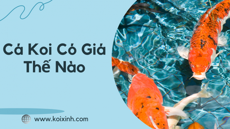 Cá Koi Có Giá Thế Nào Cá Koi Có Giá Thế Nào