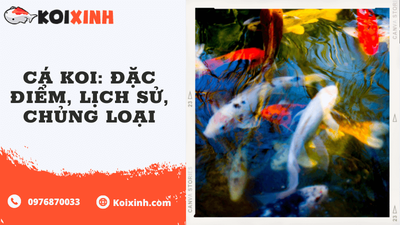 Cá Koi: Đặc điểm, Lịch Sử, Chủng Loại